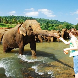 Pinnawala-Elephant-Orphanage-01