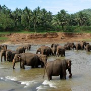 Pinnawala-Elephant-Orphanage-03